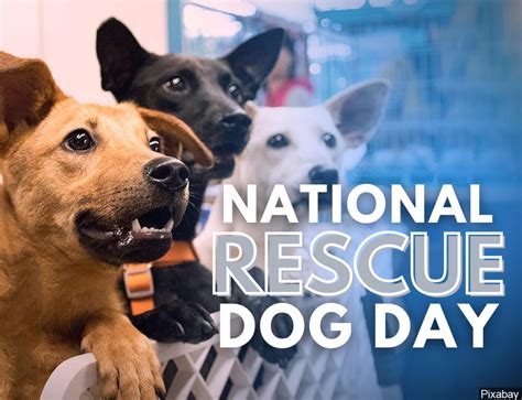 Animal Rescue League marks National Puppy Day with reminder about rescue pups